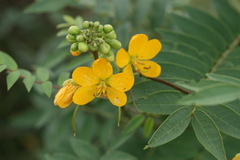 Cassia occidentalis